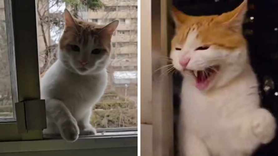 Кот, который каждый день приходит побить мужчину, набрал 5 млн просмотров в TikTok