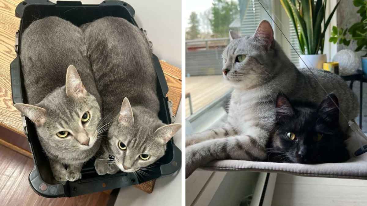 10 кошачьих пар, чьи отношения растопили сердца интернет-пользователей