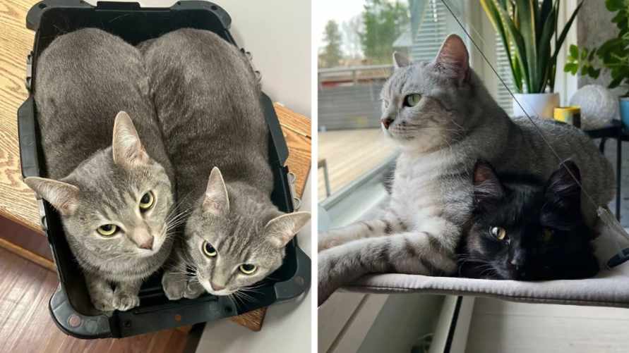 10 кошачьих пар, чьи отношения растопили сердца интернет-пользователей