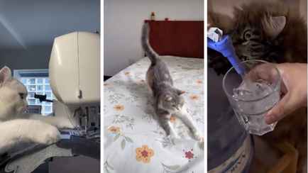 Коты-помощники по дому собрали 7 млн просмотров в TikTok: «Умнее большинства людей»