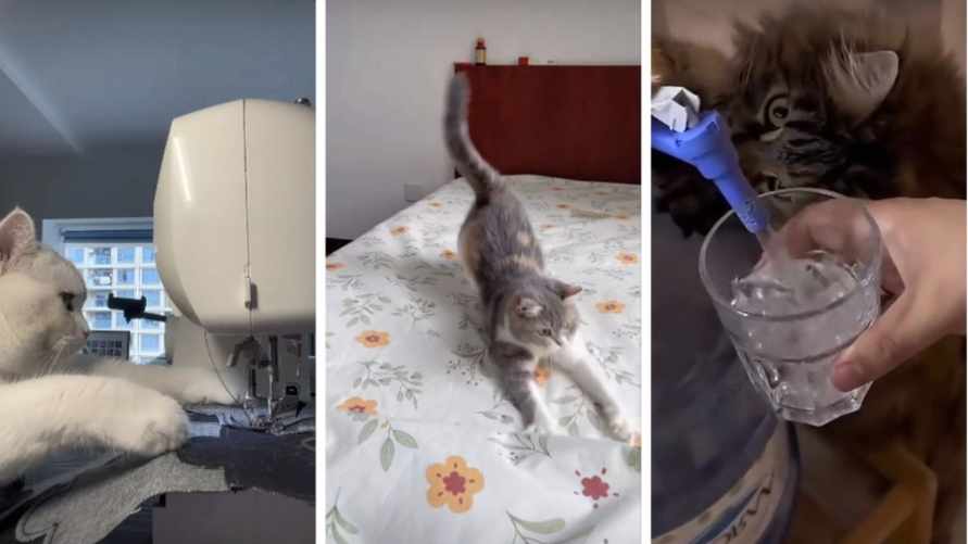 Коты-помощники по дому собрали 7 млн просмотров в TikTok: "Умнее большинства людей"