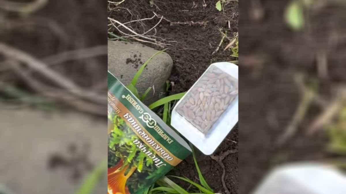 Тиктокеры посадили лисички на своем участке "как огурцы". У зрителей возник только один вопрос