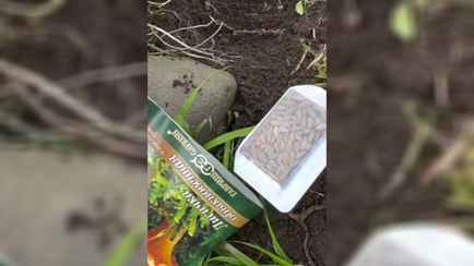 Тиктокеры посадили лисички на своем участке «как огурцы». У зрителей возник только один вопрос