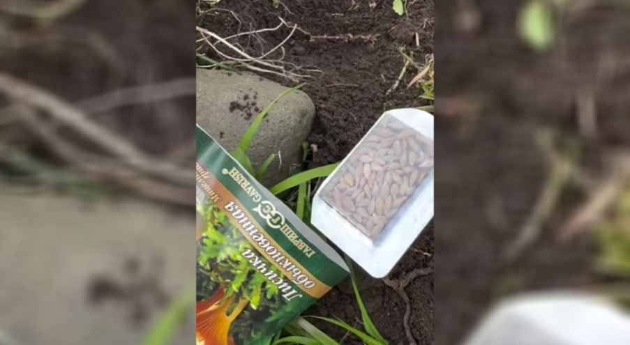 Так, блогеры из Казахстана записала видео, как садит