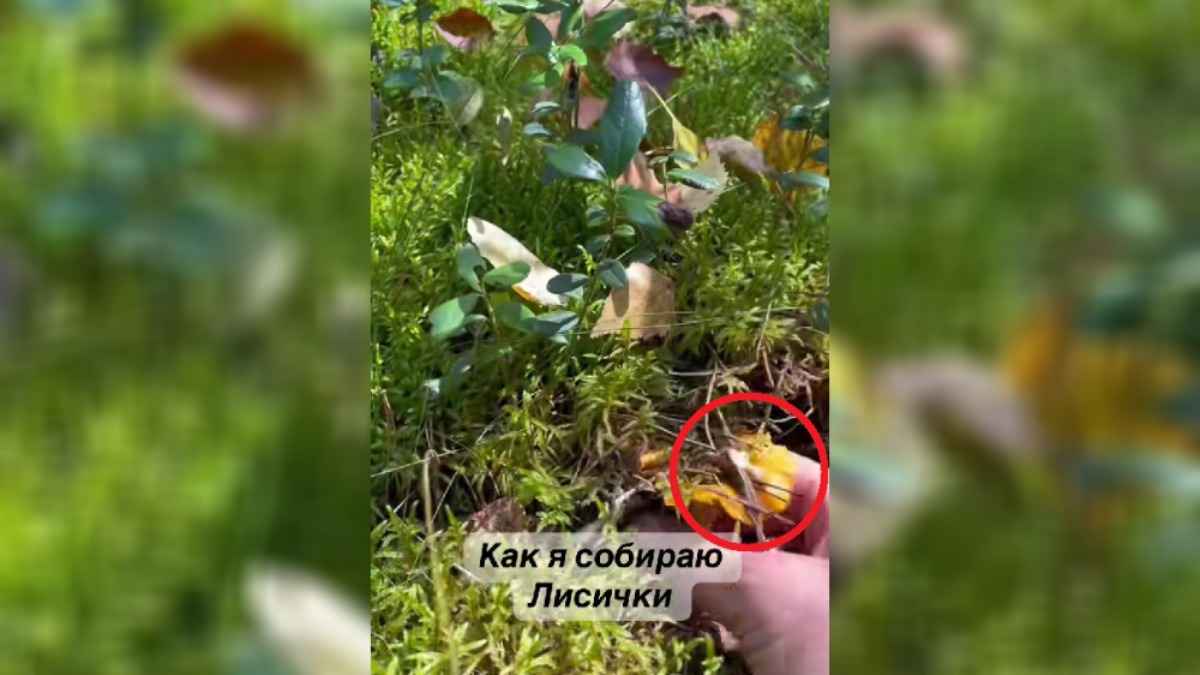 Белоруска показала, как собирает грибы не выходя из машины