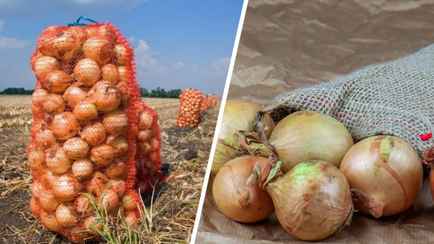 Как белорусам хранить лук, чтобы не сгнил и не пророс? Не кладите рядом эти 3 продукта