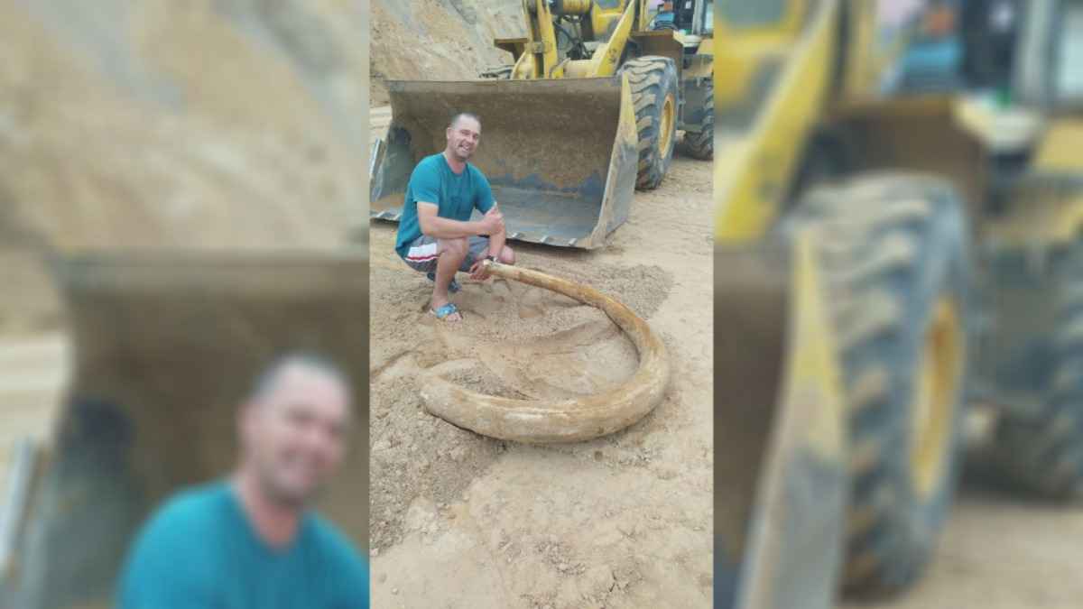 Под Витебском строители нашли огромный бивень мамонта