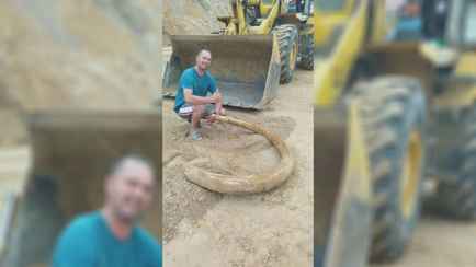 Под Витебском строители нашли огромный бивень мамонта