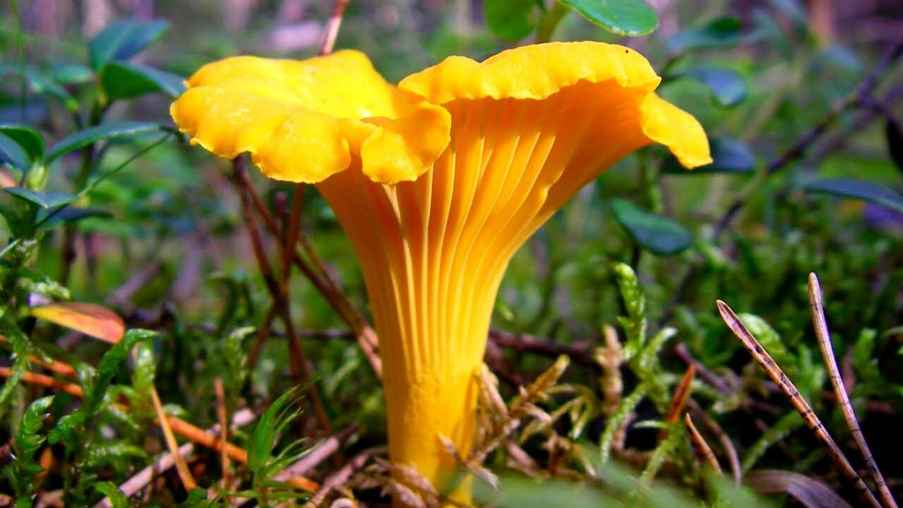 Тиктокеры посадили лисички на своем участке "как огурцы". У зрителей возник только один вопрос