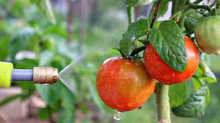 Что сделать с помидорами, чтобы удвоить урожай в августе? Нашли грамотную подкормку