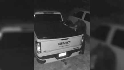 Женщина сняла, как медведь украл из ее машины мешок семечек