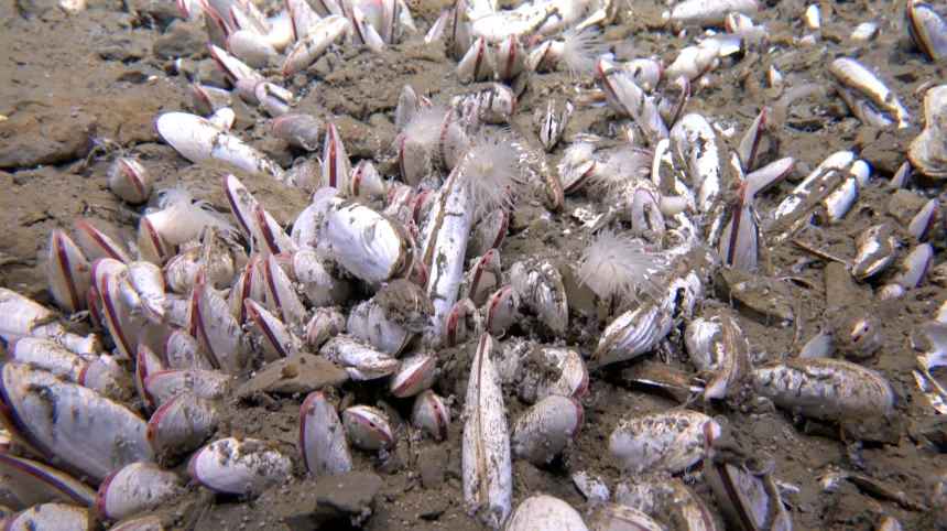 Фото: english.idsse.cas.cn