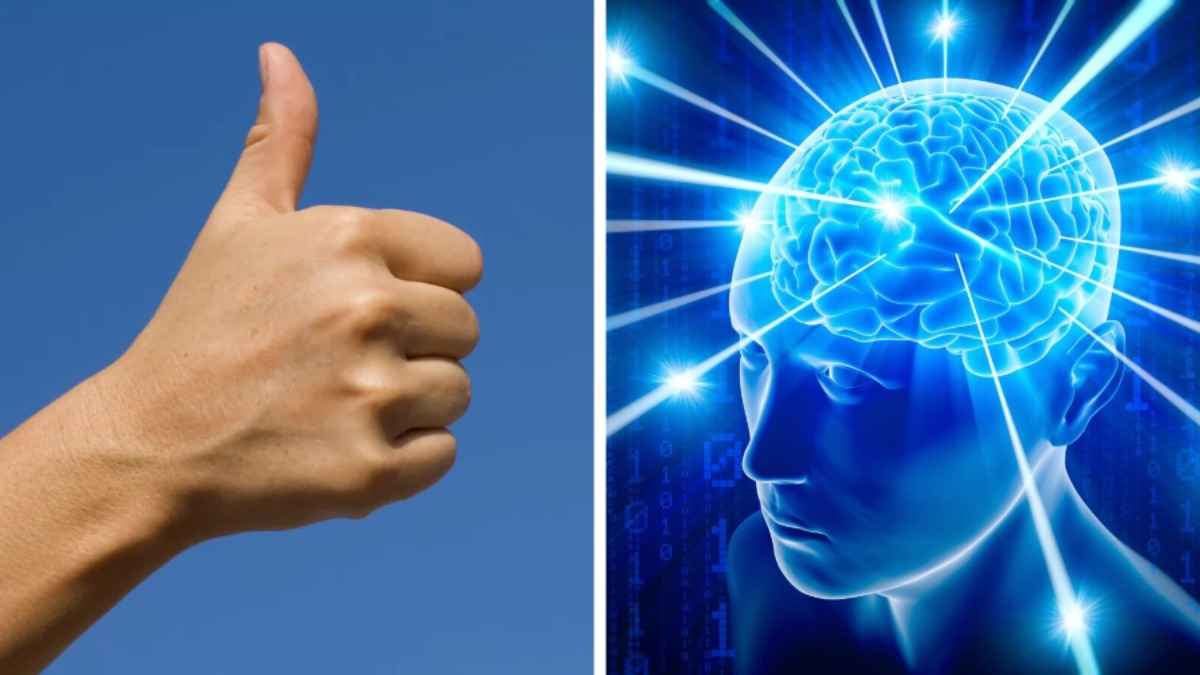 Ученые нашли связь между длиной пальца и размером мозга. Проверьте свой