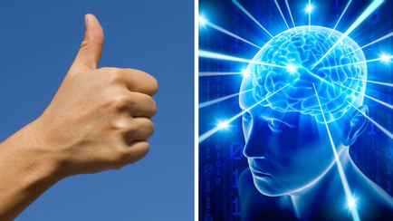 Ученые нашли связь между длиной пальца и размером мозга. Проверьте свой