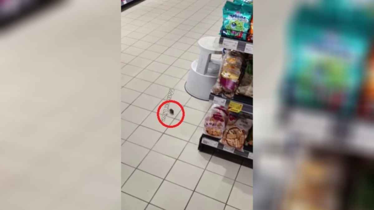 Белорусы сняли в одном из минских гипермаркетов мышь. Что обнаружила санслужба во время проверки?