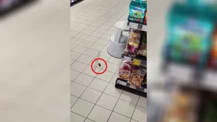 Белорусы сняли в одном из минских гипермаркетов мышь. Что обнаружила санслужба во время проверки?