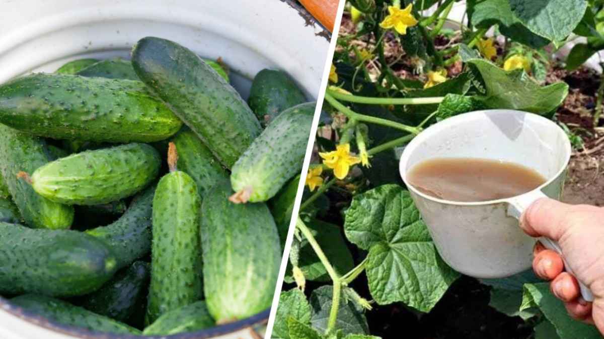 Чем подкормить огурцы, чтобы они дали больше урожая в августе? Вот 3 натуральных средства