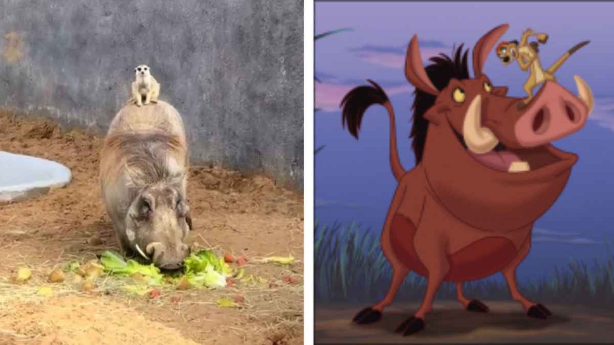 Тимон и Пумба существуют? В дубайском зоопарке нашлись реальные прототипы диснеевских героев