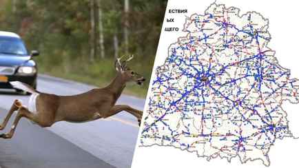 Дорожники составили карту ДТП с дикими животными и назвали 2 причины, почему участились в Беларуси