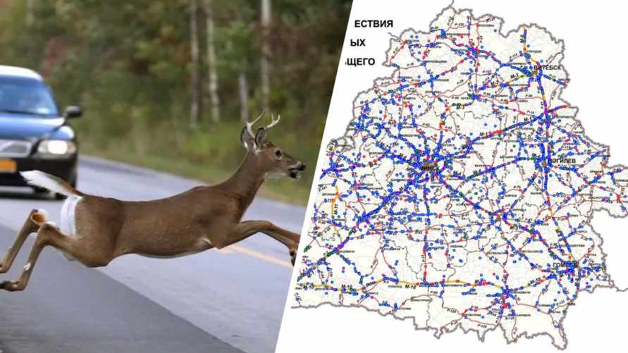 Дорожники составили карту ДТП с дикими животными и назвали 2 причины, почему участились в Беларуси