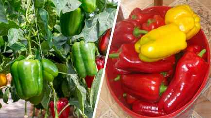 Садовод назвал частую ошибку при выращивании сладкого перца, которая «уменьшает урожай в 2 раза»