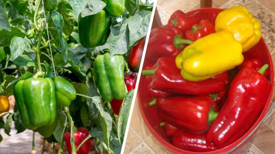 Садовод назвал частую ошибку при выращивании сладкого перца, которая "уменьшает урожай в 2 раза"