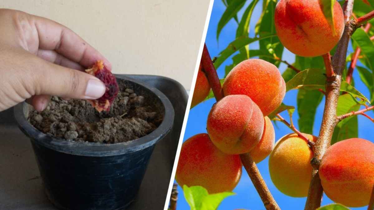 Как белорусам вырастить персик из косточки? Узнали, через сколько времени появятся фрукты