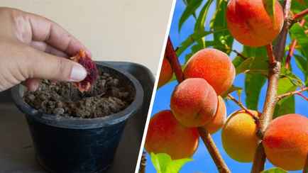 Как белорусам вырастить персик из косточки? Узнали, через сколько времени появятся фрукты