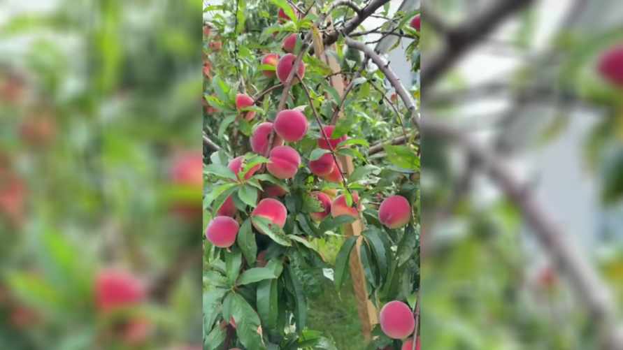 Белоруска показала урожай персиков в Минском районе: "Как вам удалось???"