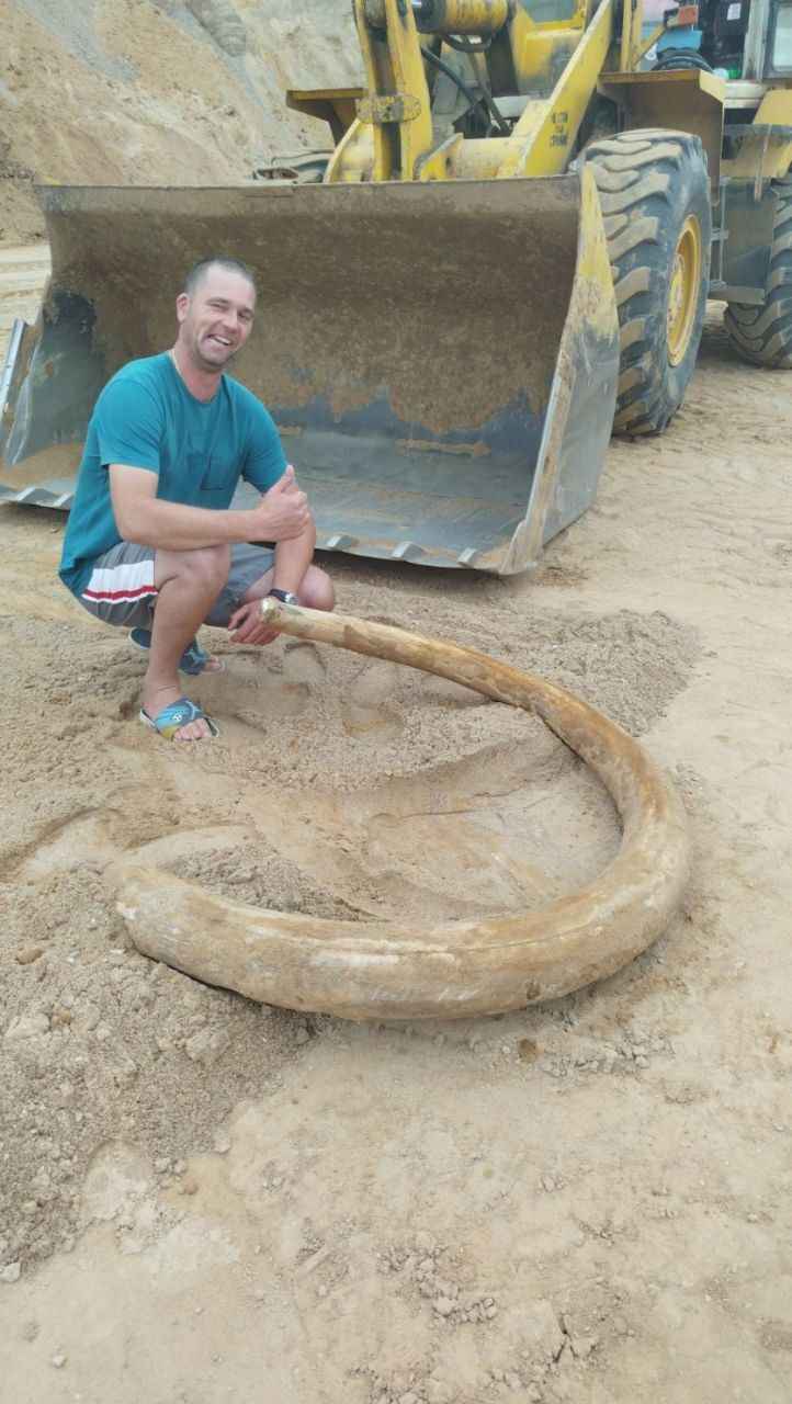 Под Витебском строители нашли огромный бивень мамонта