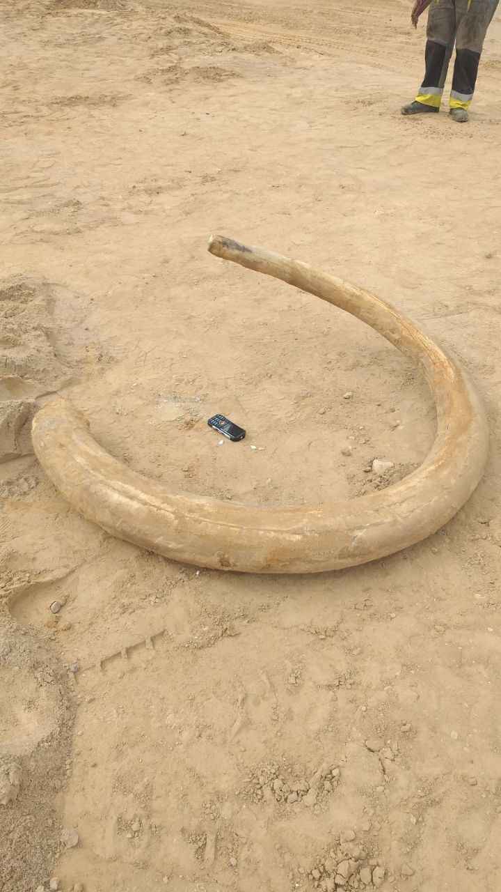 Под Витебском строители нашли огромный бивень мамонта