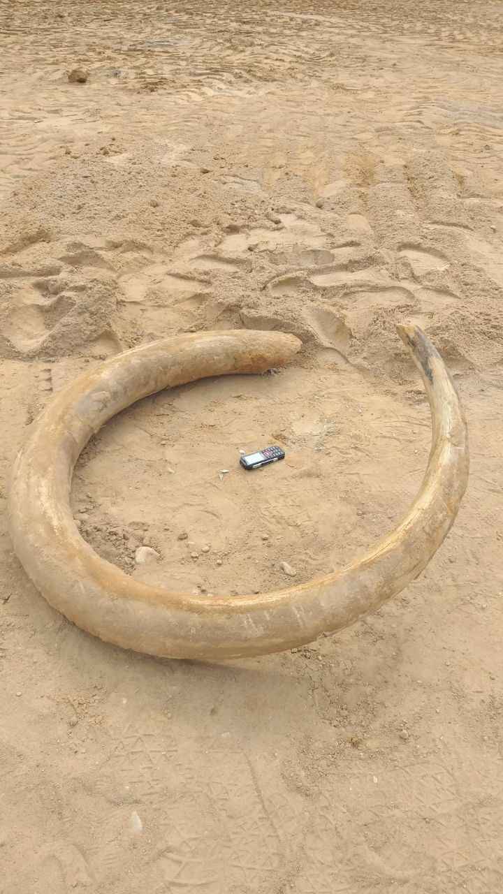 Под Витебском строители нашли огромный бивень мамонта