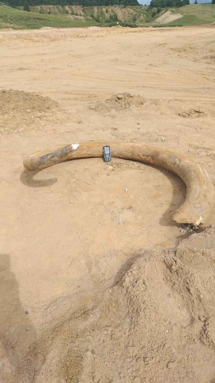 Под Витебском строители нашли огромный бивень мамонта