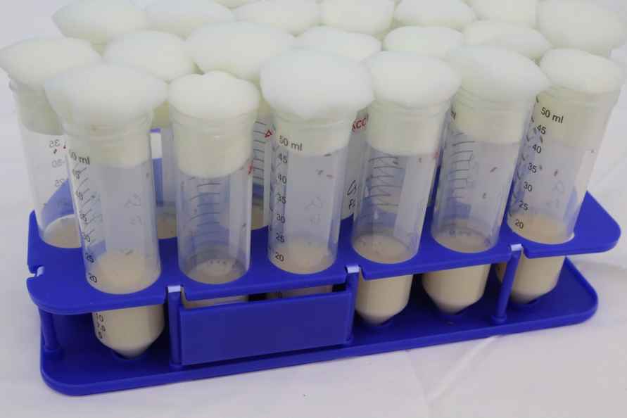 «Союз» зрелищно запустил в космос семена белорусских помидоров