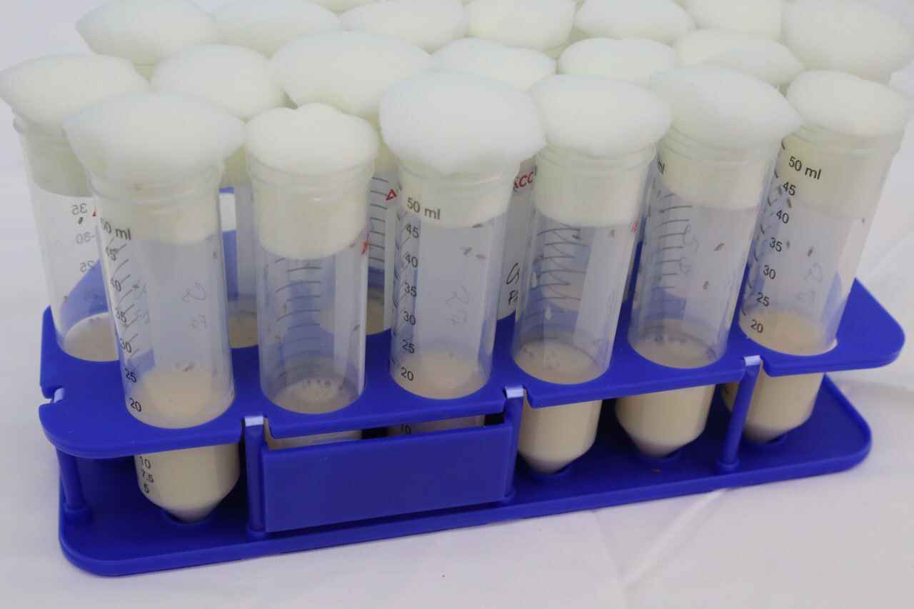 «Союз» зрелищно запустил в космос семена белорусских помидоров