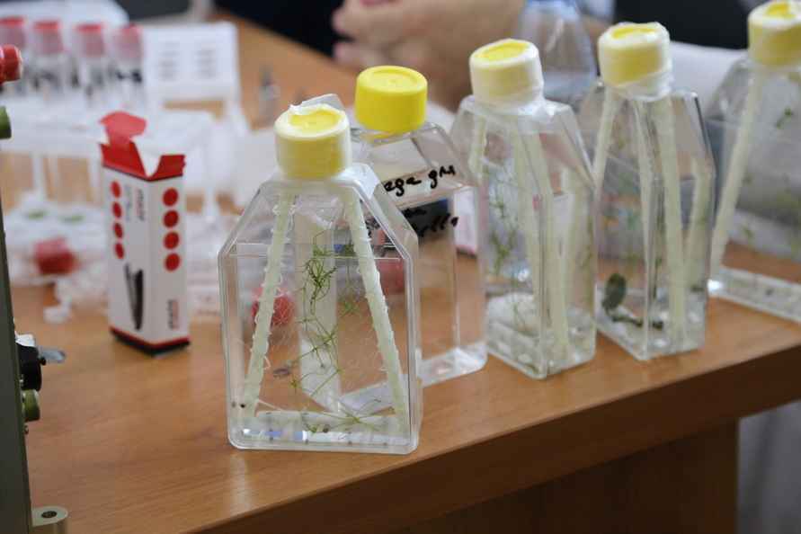 «Союз» зрелищно запустил в космос семена белорусских помидоров