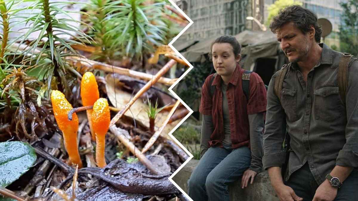 В Беловежской пуще нашли гриб-герой постапокалиптических "Одних из нас"