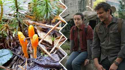 В Беловежской пуще нашли гриб-герой постапокалиптических «Одних из нас»