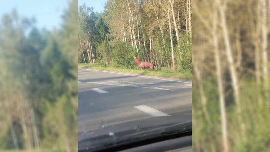 «Отличная фигура» — Белорусы поспорили о «животном», из-за которого «дёргаются руки»