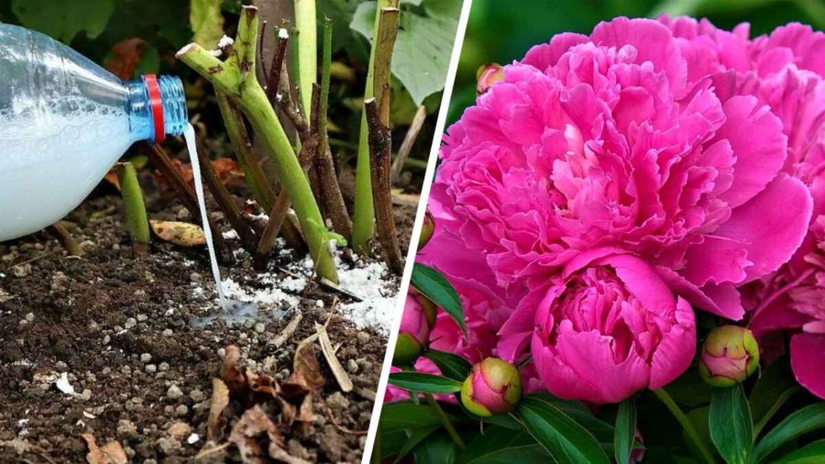 Обязательно подкормите пионы этим в сентябре. В следующем году кусты будут ломиться от цветов