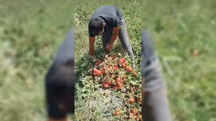 «Где фитофтора?» — Урожай помидоров, который «и не снился белорусам», восхитил тысячи пользователей TikTok