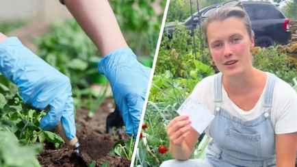 Садовод призвала посеять три вида семян прямо сейчас, чтобы получить хороший урожай осенью