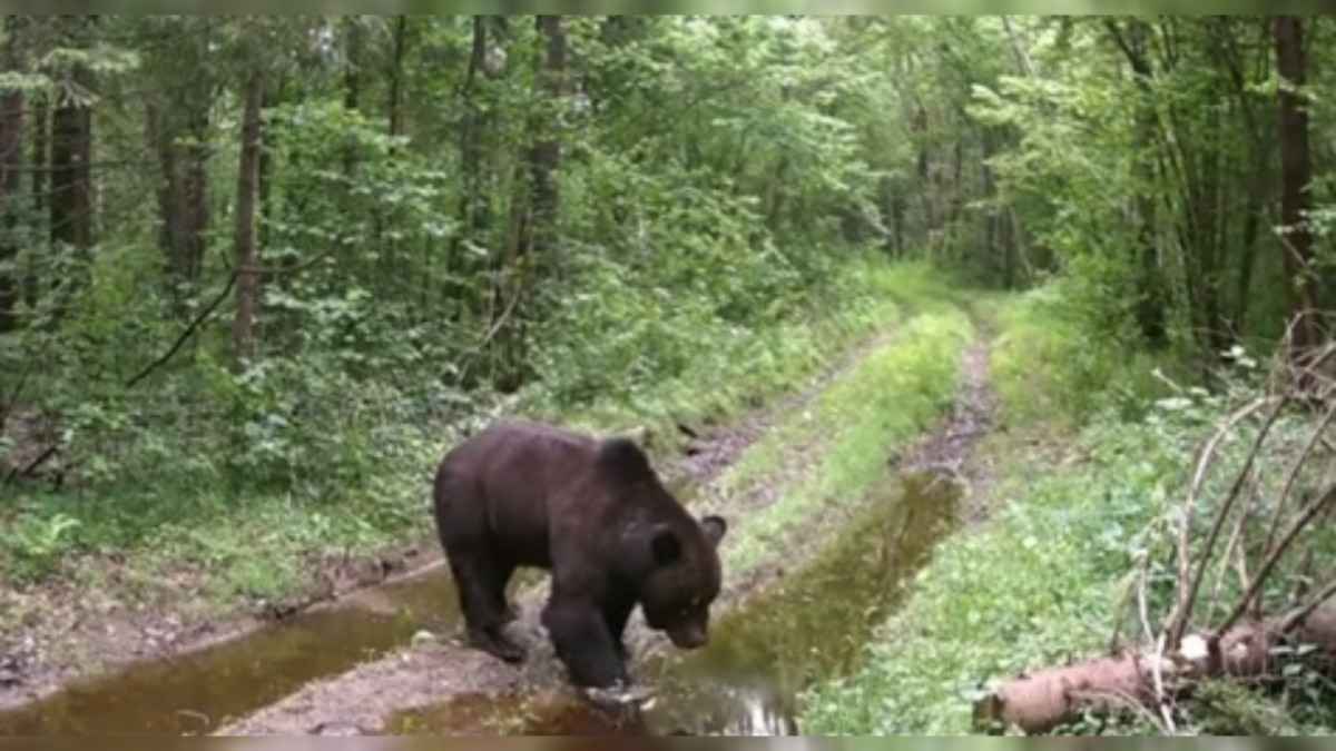 Фотоловушка показала SPA для медведей. В каком лесу Беларуси лучше обходить стороной?