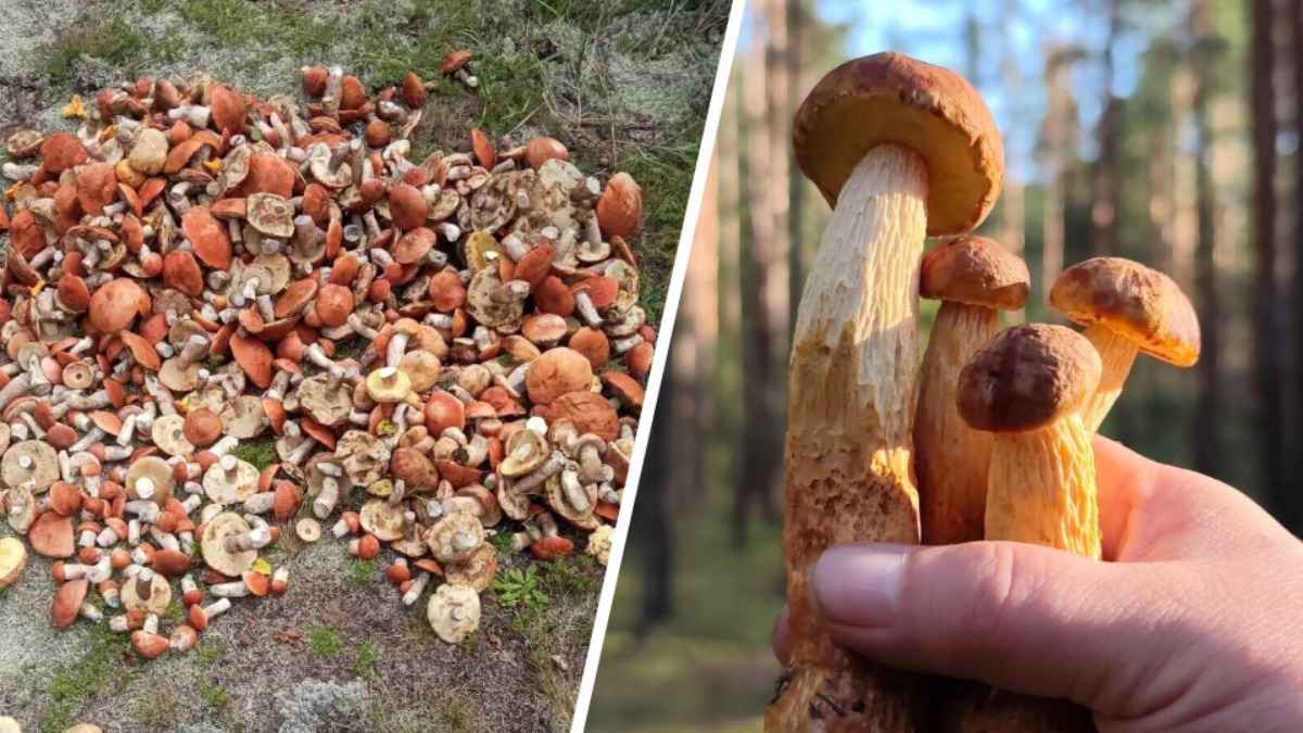 В Беларуси началась «волна боровиков». В какие районы ехать в лес на выходные?