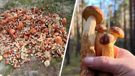 В Беларуси началась «волна боровиков». В какие районы ехать в лес на выходные?