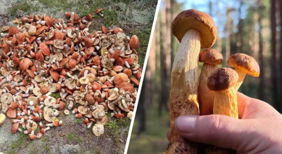 Судя по видео, которыми делились белорусские грибники на