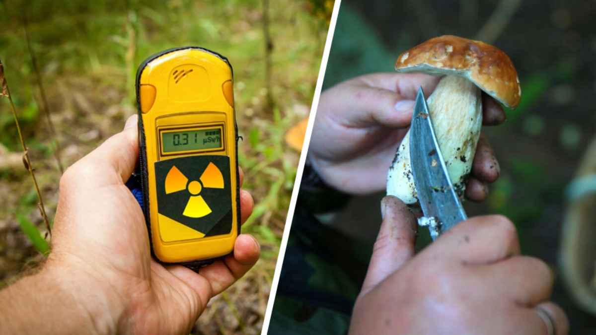 Лисички, белые и не только. Гигиенисты назвали 8 белорусских деревень, где нашли грибы с цезием-137