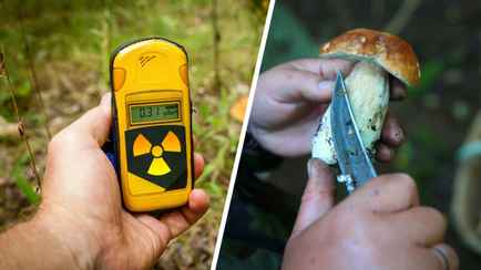 Лисички, белые и не только. Гигиенисты назвали 8 белорусских деревень, где нашли грибы с цезием-137