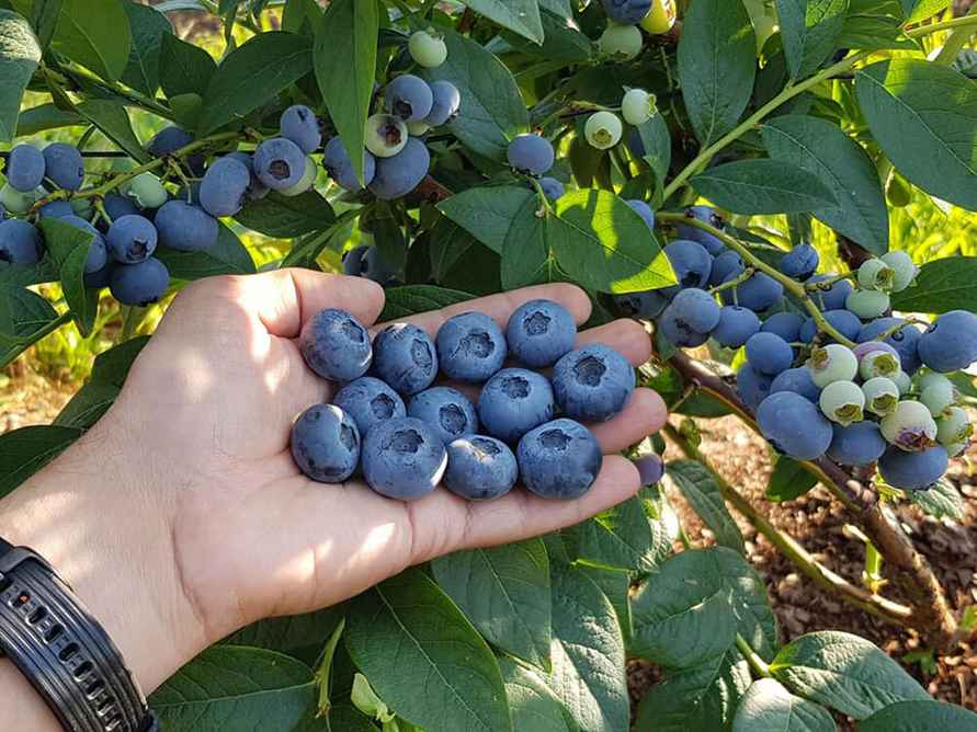 Обязательно сделайте это с голубикой в конце августа-сентябре. Так вы решите судьбу следующего урожая