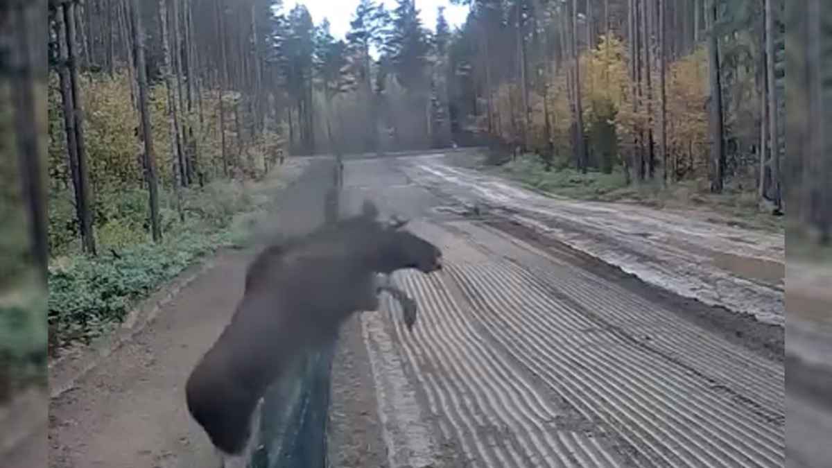 Белорусские пограничники показали, как "дикий лосось" преодолел стену на границе